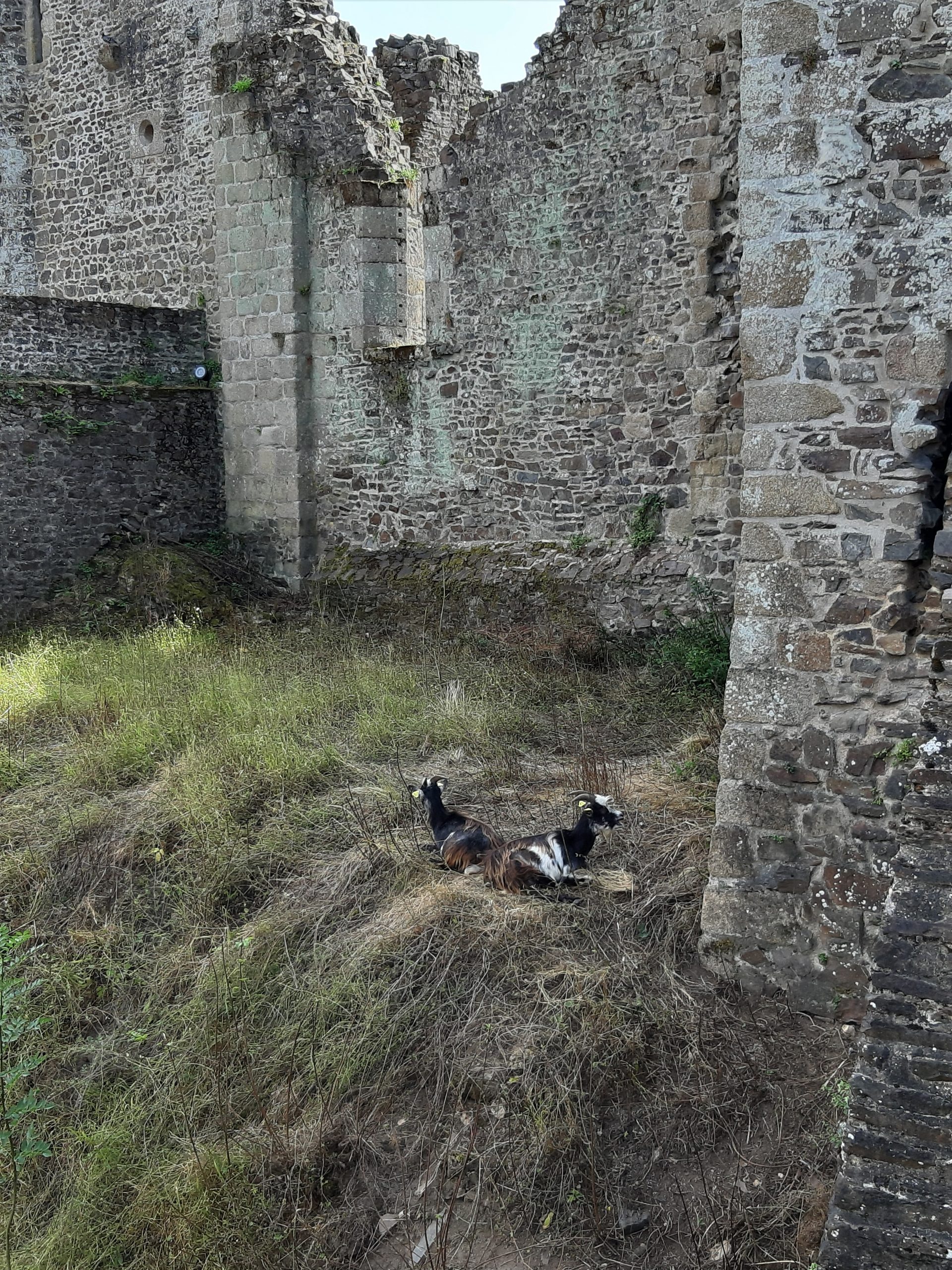 Fougères