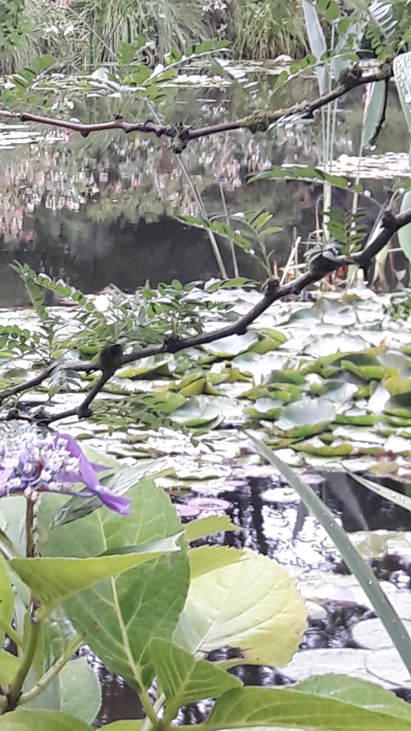 Giverny