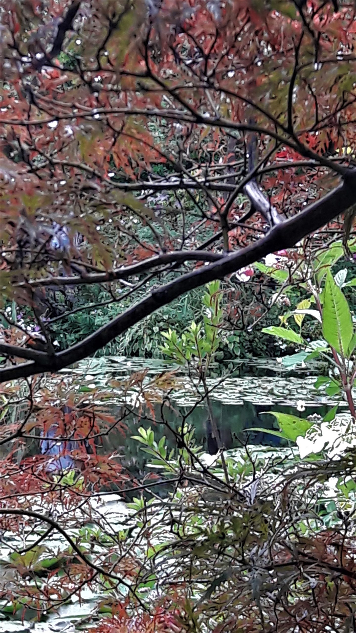 Giverny