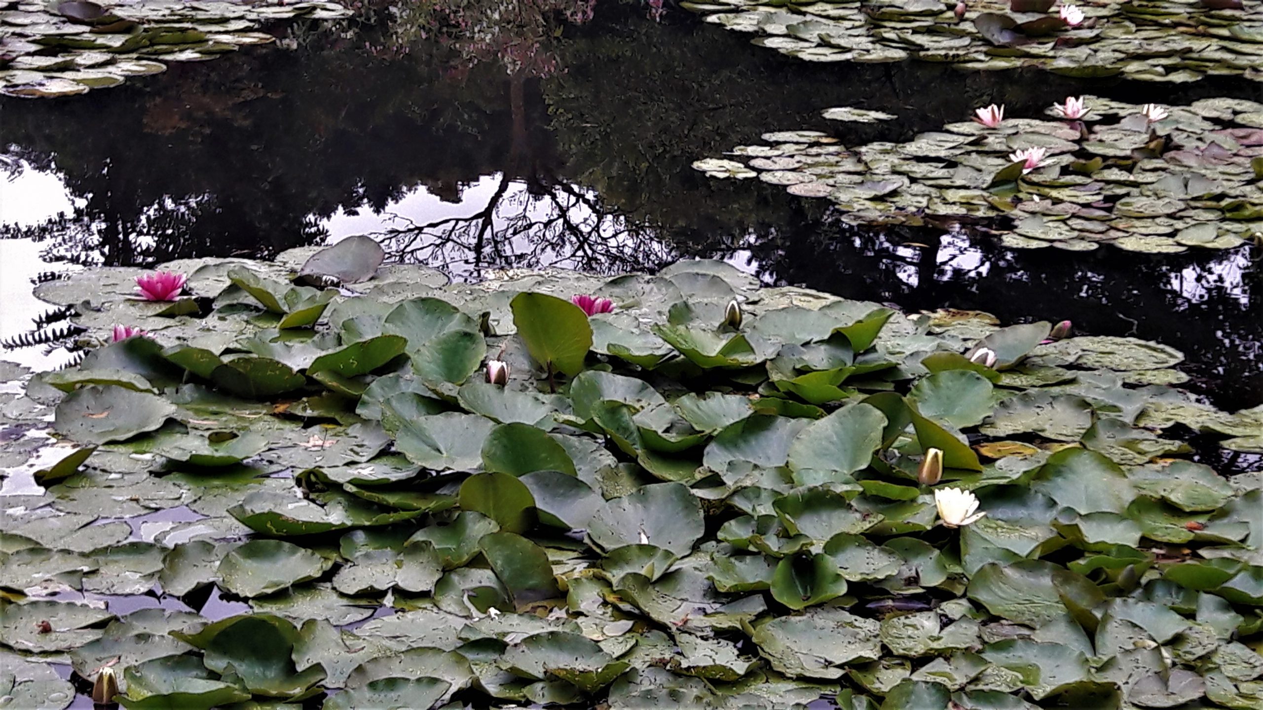 Giverny