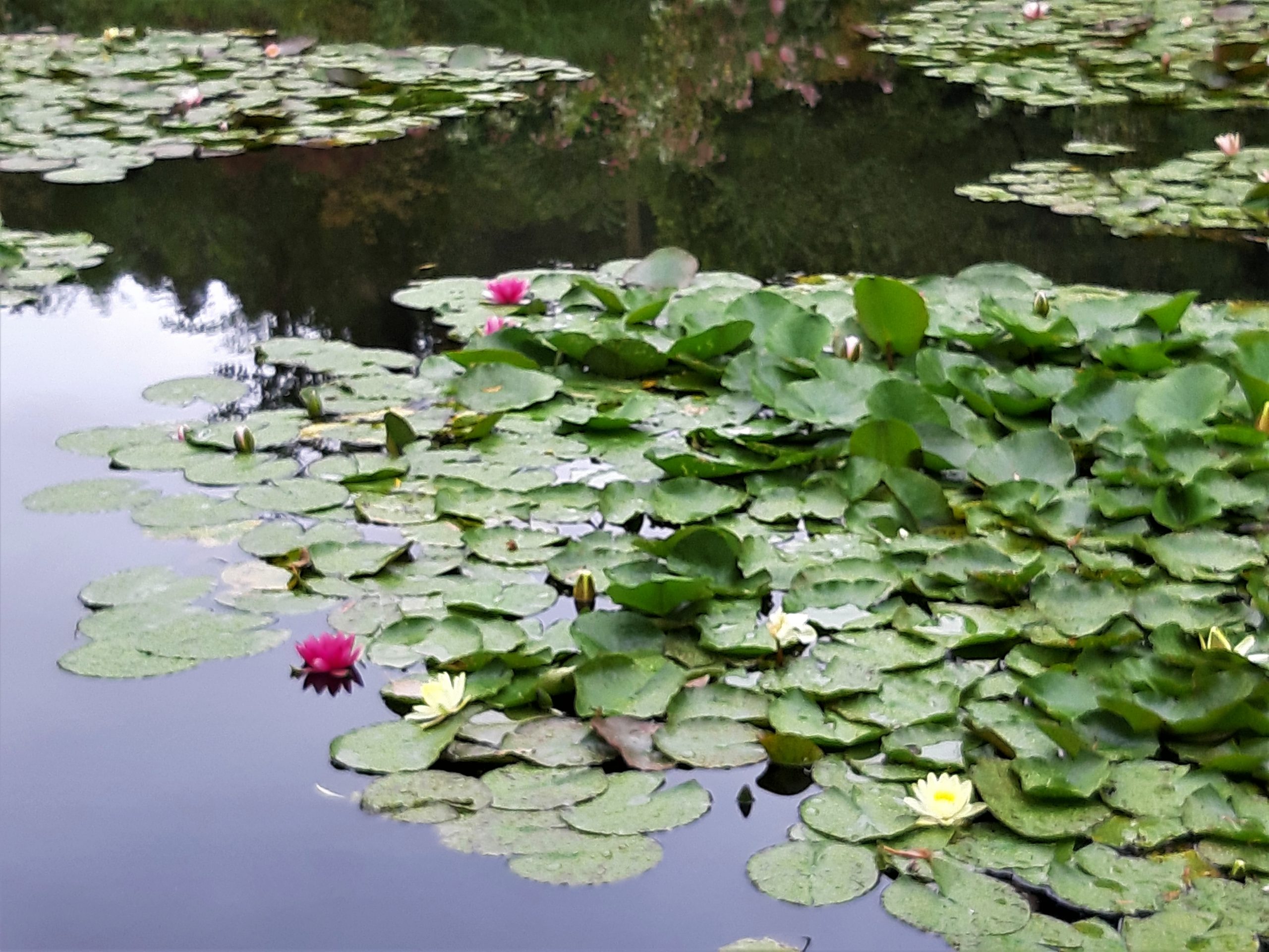 Giverny