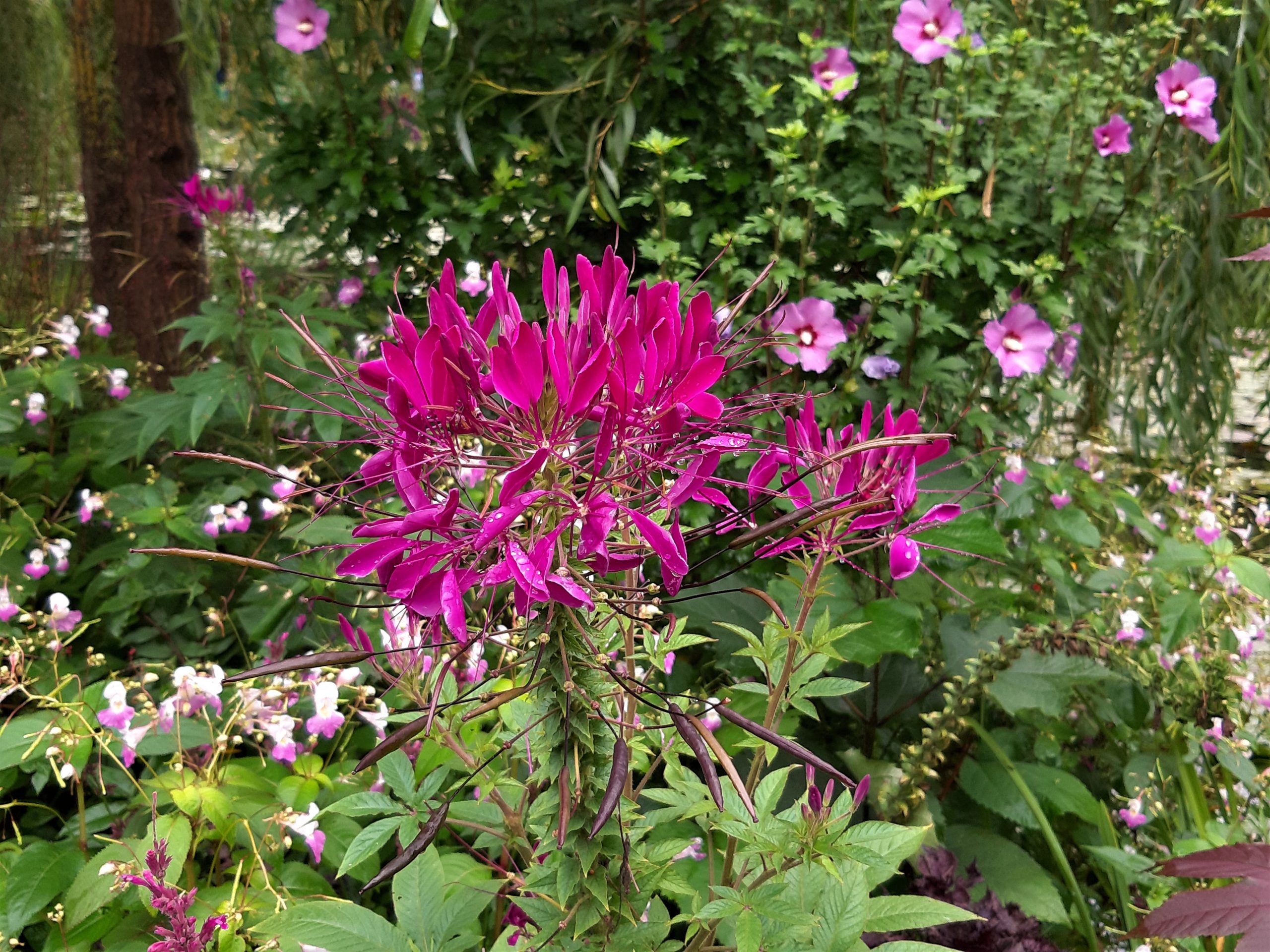 Giverny