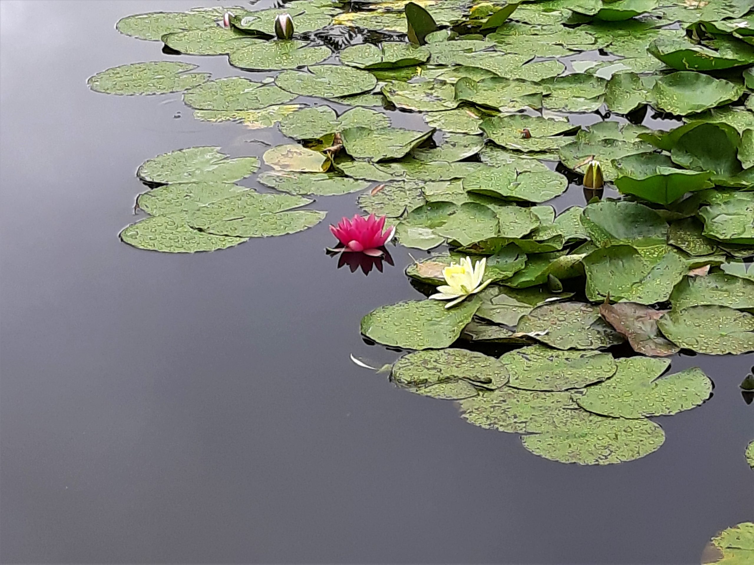 Giverny Giverny