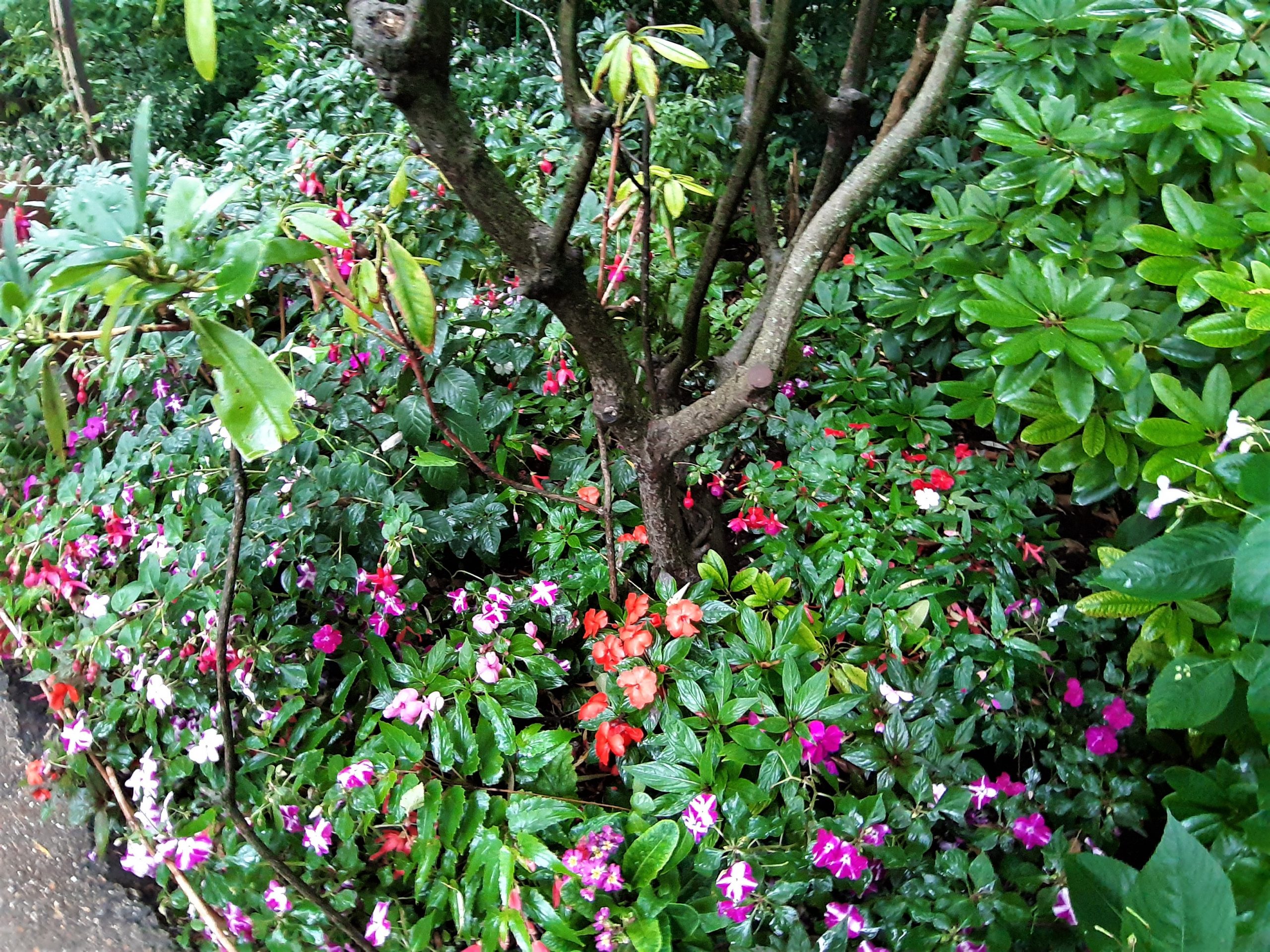 Giverny