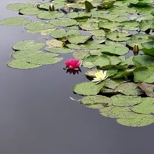 Giverny